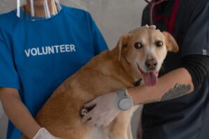 A veterinarian and volunteer examine a happy dog with a stethoscope.