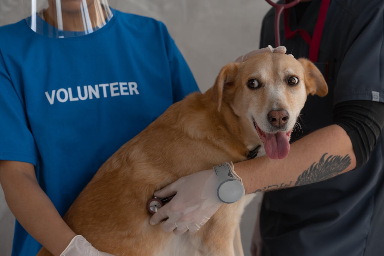 A veterinarian and volunteer examine a happy dog with a stethoscope.