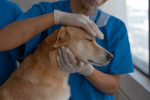 Veterinarian carefully checks and comforts a dog in a clinic environment.